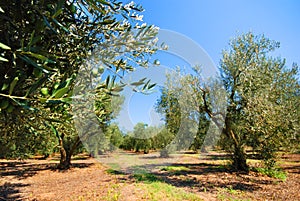 Olive tree orchard