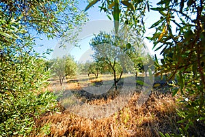 Olive tree orchard