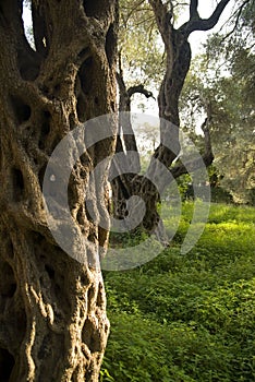 Olive Tree Orchard