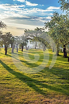 Olive tree orchard