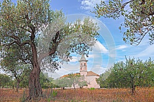 Olive tree orchard in Abruzzo, Italy