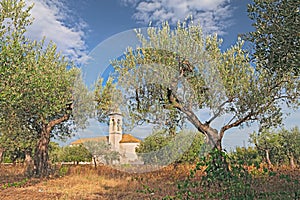 Olive tree orchard in Abruzzo, Italy