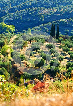 Olive tree orchard on Greek hillside photo