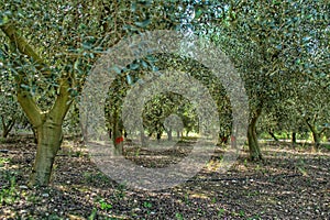 Olive Tree Orchard / Grove