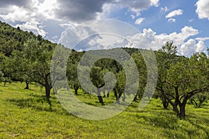 Olive tree orchard in Krka national park in Croatia.