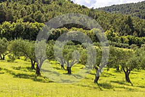 Olive tree orchard in Krka national park in Croatia.