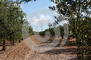 Olive tree orchard near Barcelona, Spain