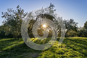 Olive tree orchard at sunrise. Olive trees in the evening sunlight.