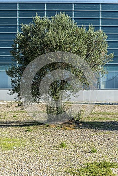 Olive tree