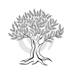 Olive tree outline silhouette icon isolated on white background.