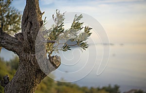 Olive Tree over Kas, Turkey