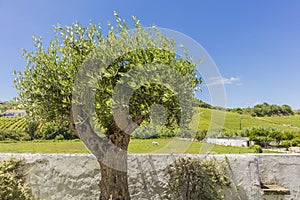 Olive tree overlooking the green pasture photo