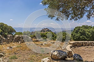 Olive tree overlooking Nimrod Fortress Ruins