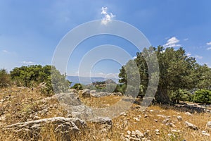 Olive tree overlooking Nimrod Fortress Ruins