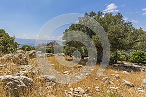 Olive tree overlooking Nimrod Fortress Ruins