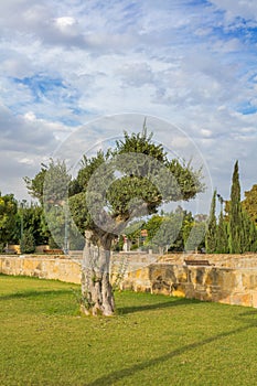 Olive tree in park Kiti Larnaca Cyprus