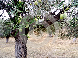 Olive tree in Pefkohori Greece