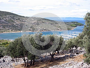 An olive tree plantage