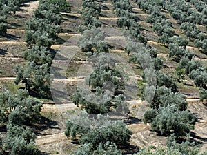Olive tree plantation