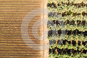 Olive tree plantation, Aerial image