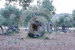 Olive tree plantation in Mallorca
