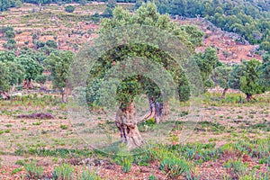 Olive tree plantation in Mallorca