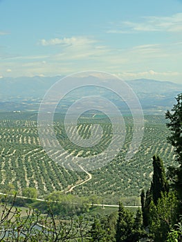 Olive tree plantation near Ubeda, Spain