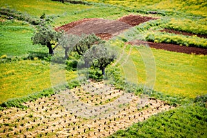 Olive tree plantation. Olea europaea bothanical name. European O