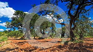 Olive tree plantation. Olea europaea bothanical name. European O photo