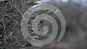 Olive tree plantation with olive leaves and olives