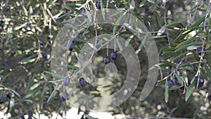 Olive tree plantation with olive leaves and olives