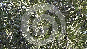 Olive tree plantation with olive leaves and olives