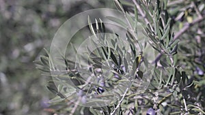 Olive tree plantation with olive leaves and olives