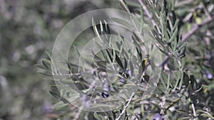 Olive tree plantation with olive leaves and olives