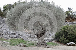 Olive Tree at Pont du Gard