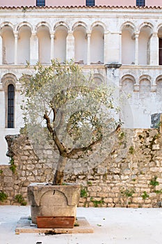 Olive tree in a pot