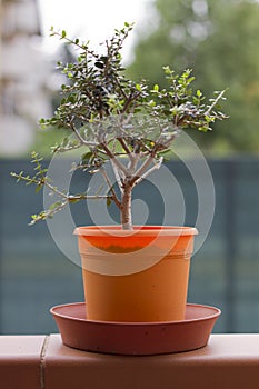 Olive tree in a pot photo