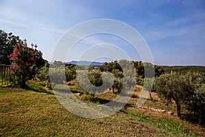 Olive tree private plantation orchard summer mediterranean climate