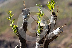 Olive tree - Put a brach into the strain