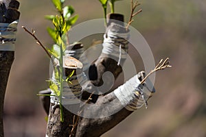 Olive tree - Put a brach into the strain