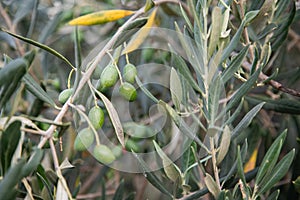 Olive tree with ripe olives. Branches loaded with olives. photo