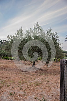 Olive tree with ripe olives. Portugal, Tras-os-montes.