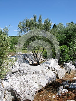 An olive tree on a rock of the Croatian island Ugljan