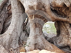 Olive tree root