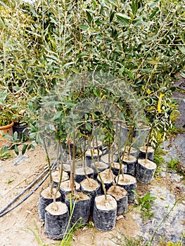 Olive Tree Saplings