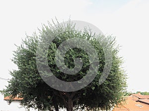 Olive tree scient. name Olea europaea