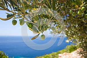 A olive tree on the sea background