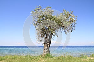 Olive tree by the sea