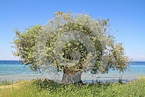 Olive tree by the sea