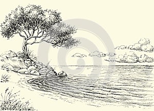 Olive tree on sea shore photo